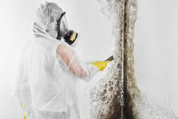 Best Office Mold Removal Services  in Mannington, WV