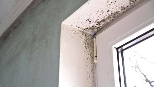 Best Emergency Mold Removal  in Mannington, WV