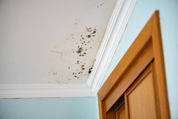 Professional Mold Removal in Mannington, WV