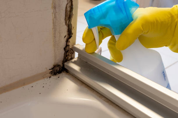 Best Mold Testing and Removal  in Mannington, WV