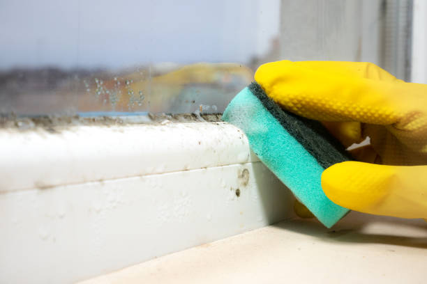 Best Mold Removal Company Near Me  in Mannington, WV