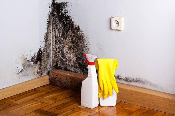 Best Home Mold Removal  in Mannington, WV